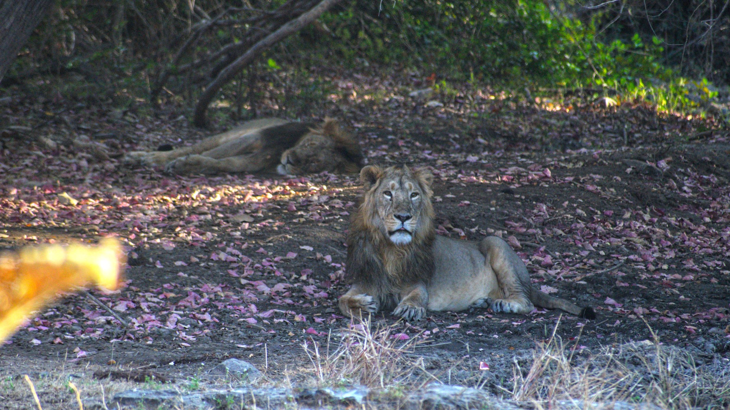 a lion sitting in the forest