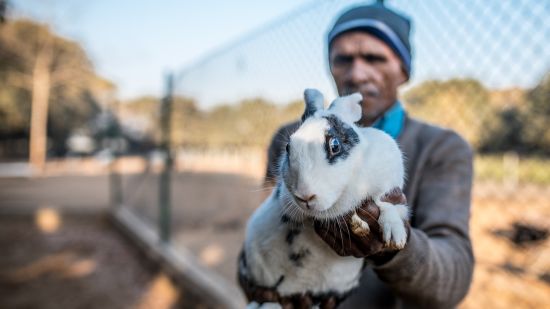 a rabbit being tended to at Karma Lakelands