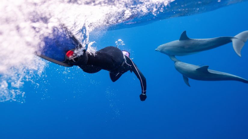 A person captured swimming next to 2 dolphins while scuba diving