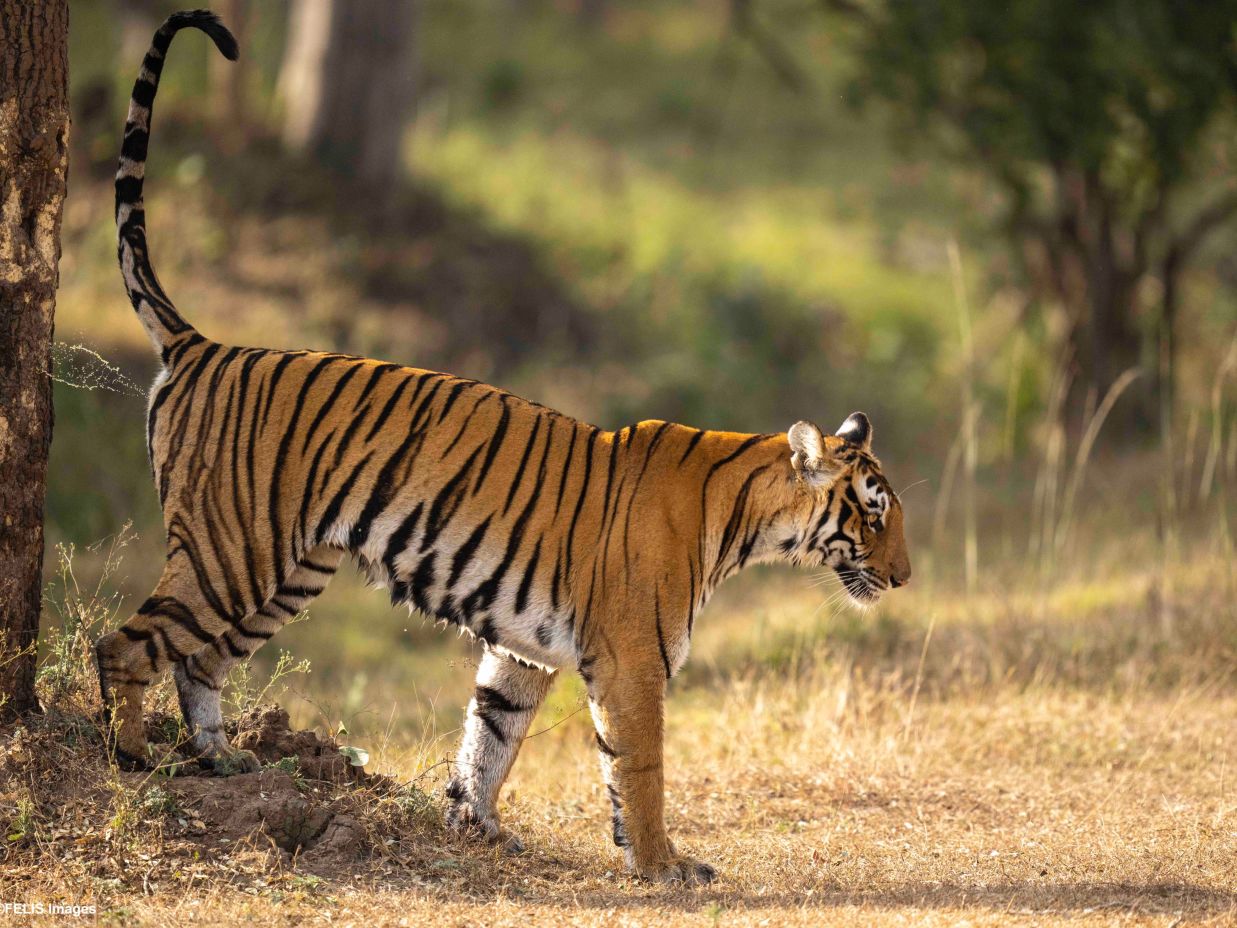 Machaan Wilderness Lodge, Nagarahole Ponnampet FC 20220125 ALPHA1 B005 SS 0724