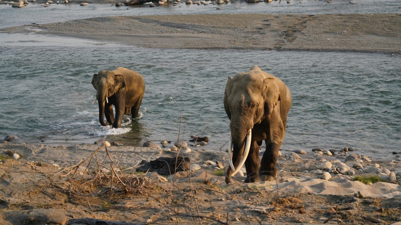 Elephants walking out of a stream