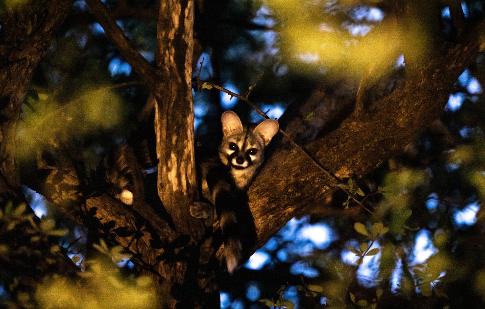 Gham Dao - Jan 22 -122 Small spotted Genet