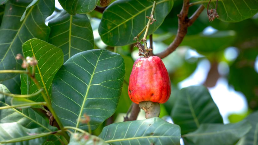 ripe cashew fruit