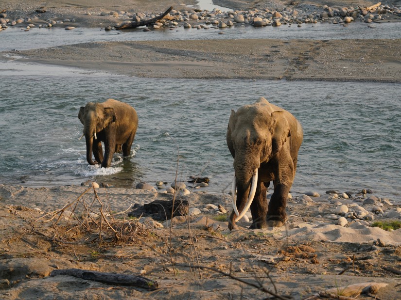 Elephants walking out of a stream