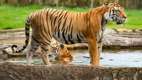 A tiger standing in water, its reflection shimmering beneath.