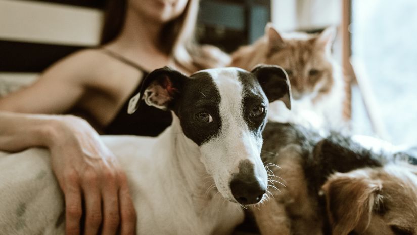 a girl sitting with her pets