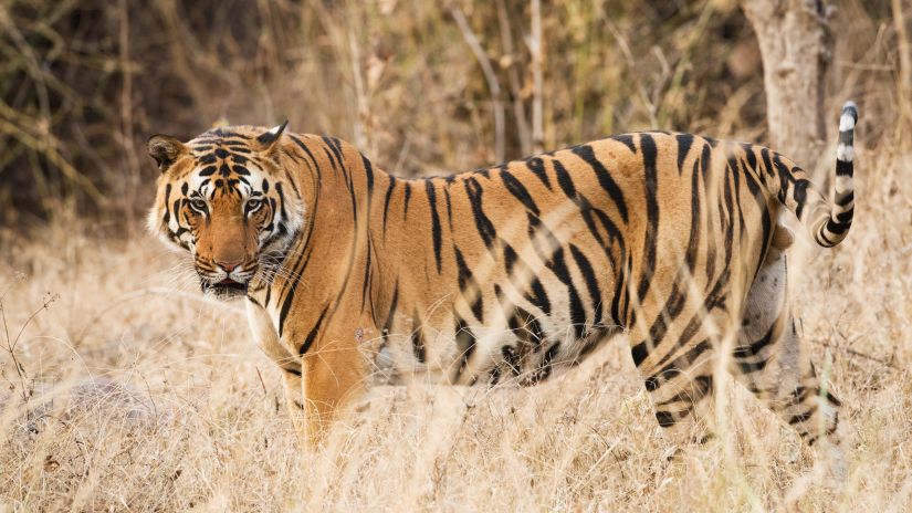 Sariska Tiger Reserve