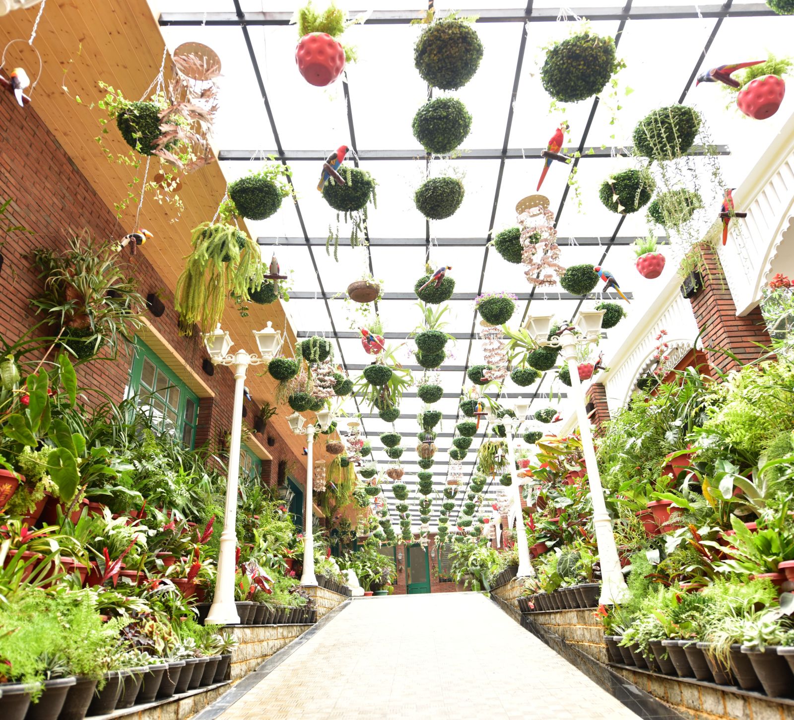 an indoor lawn area with plants on either side a walkway - Mayfair Himalayan Spa Resort Kalimpong 1