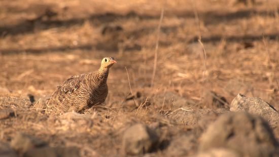 image of a bird