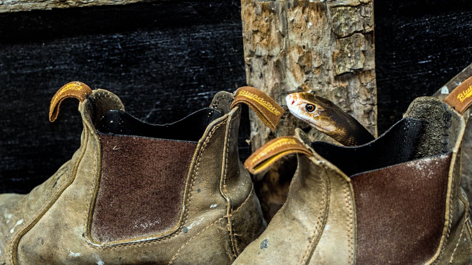 A snake looking out from near a pair of boots behind a wooden structure