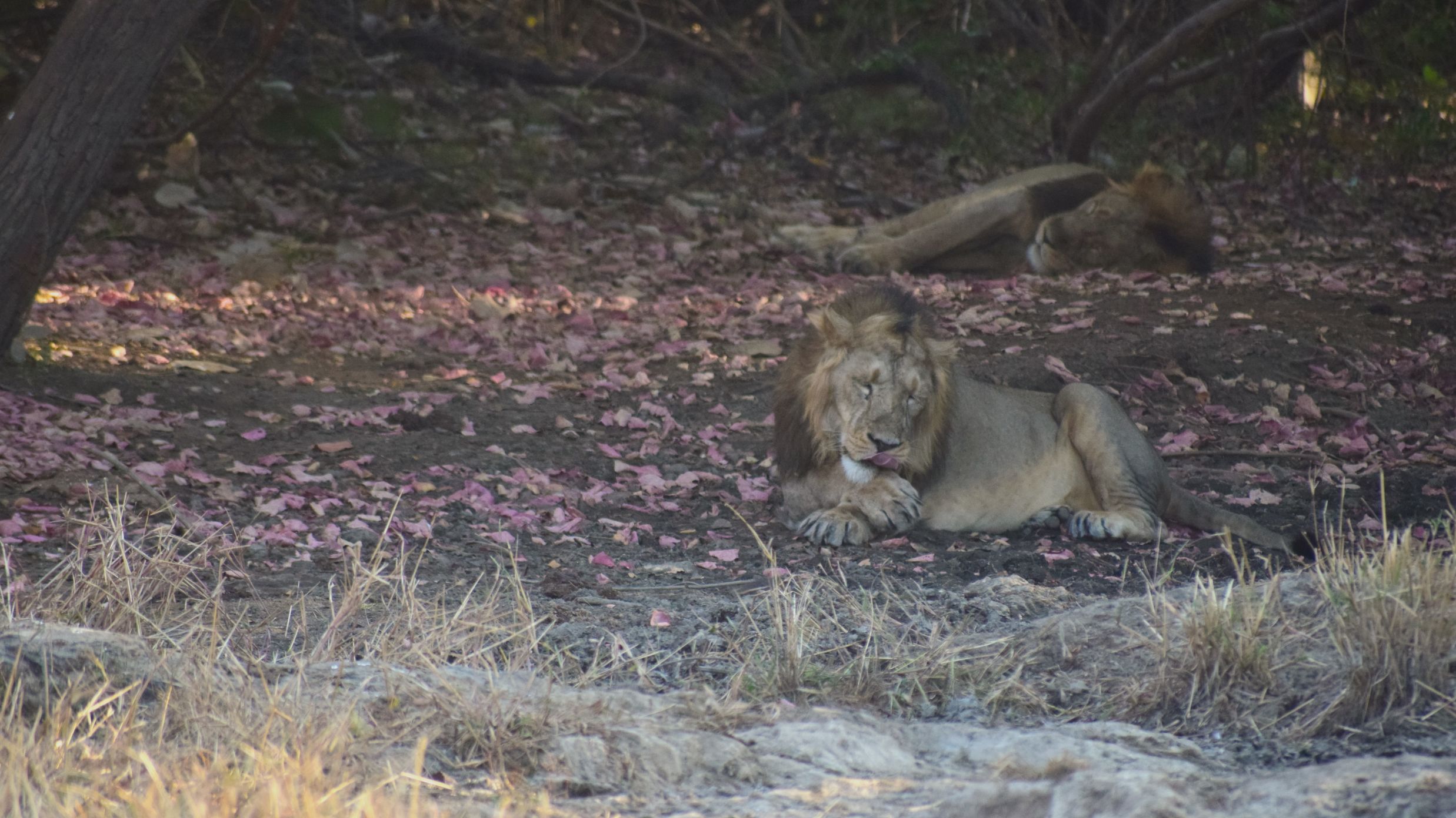 a lion sitting in the forest 0