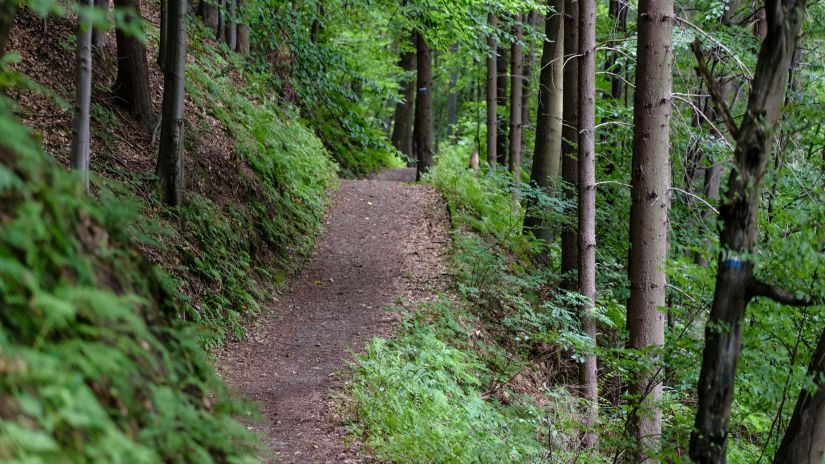 a pathway in the woods surrounded on both sides with trees