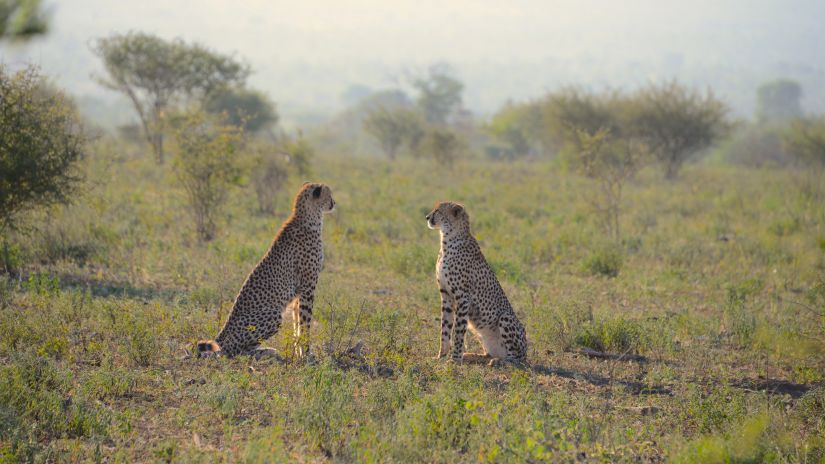 Leopards at Sariska Wildlife Sanctuary