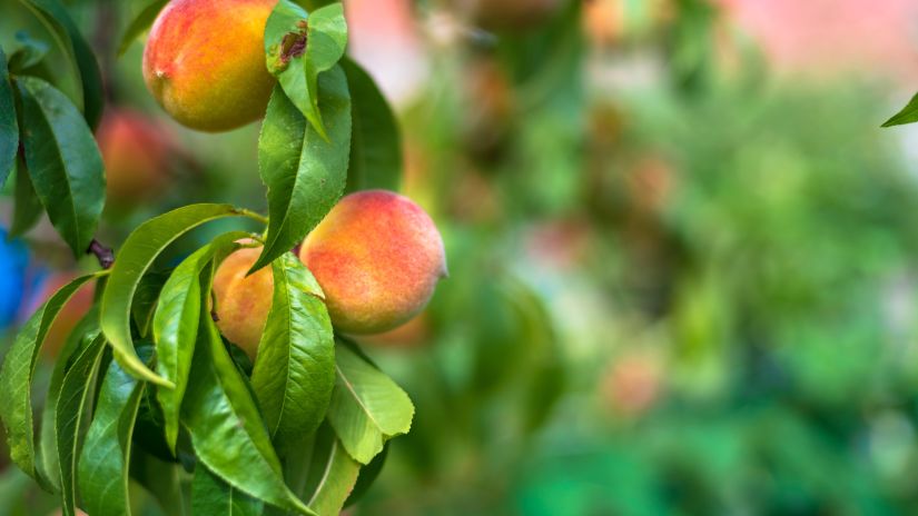 fully ripened peaches hanging on a tree branch