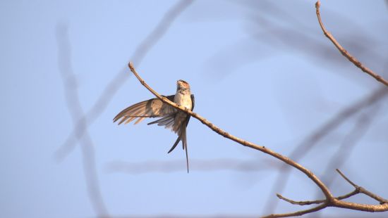 image of a bird