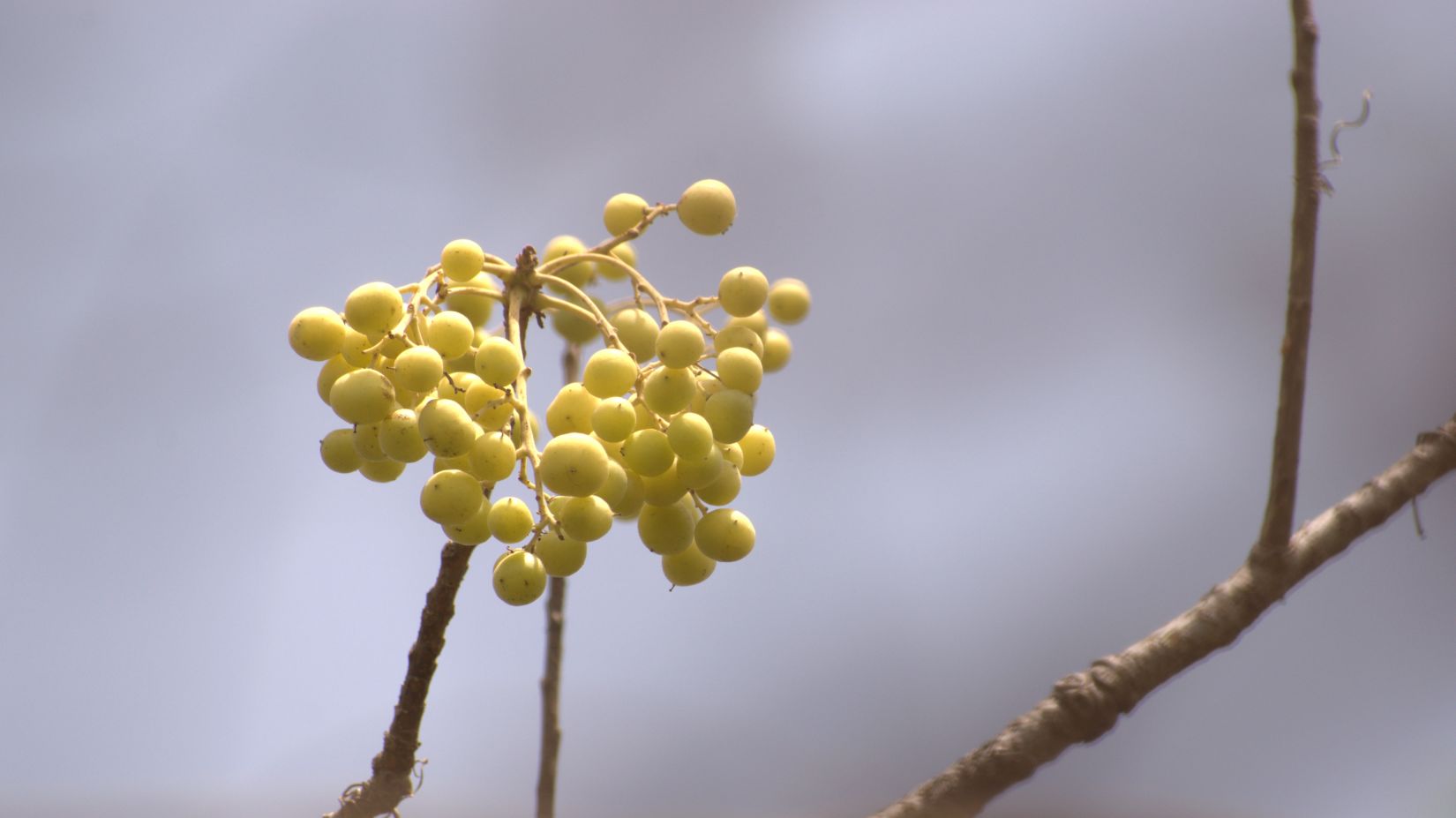 image of wild flower