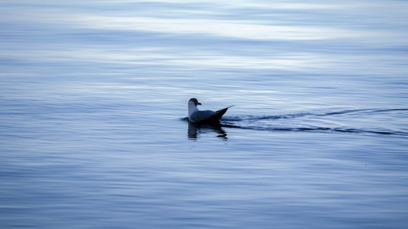 an image of a duck swimming in a lake