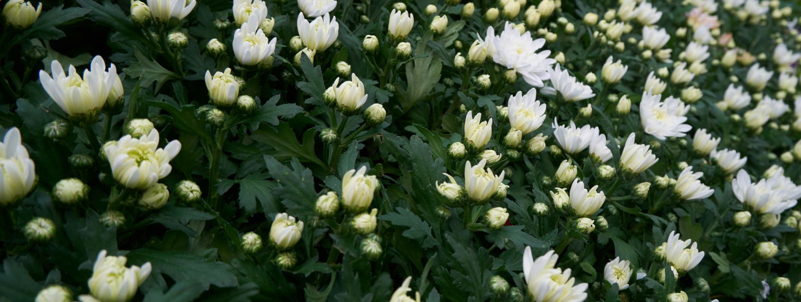 A close up shot of flowers blooming from the buds inside LalBagh Botanical Garden