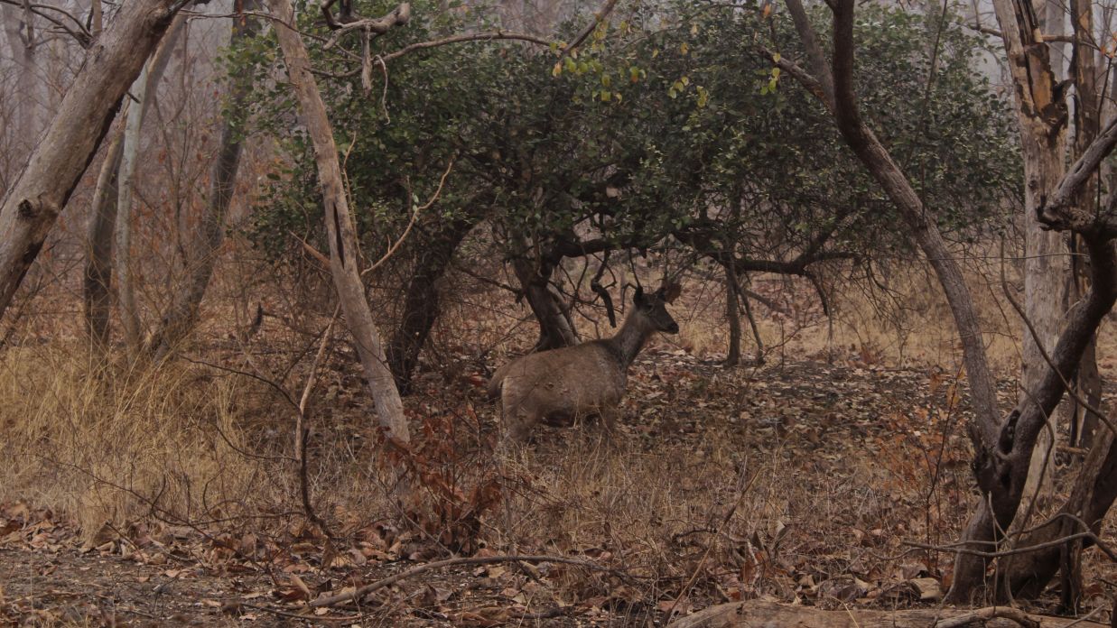 Image of Sambar Deer