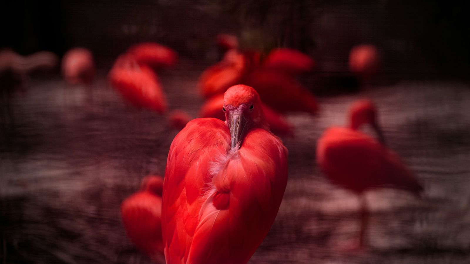 a bird cleaning itself by tilting its head back with other birds in the background