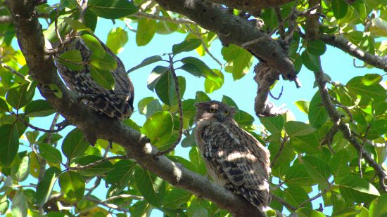 2 Brown Fish Owls sitting on a branch of a tree