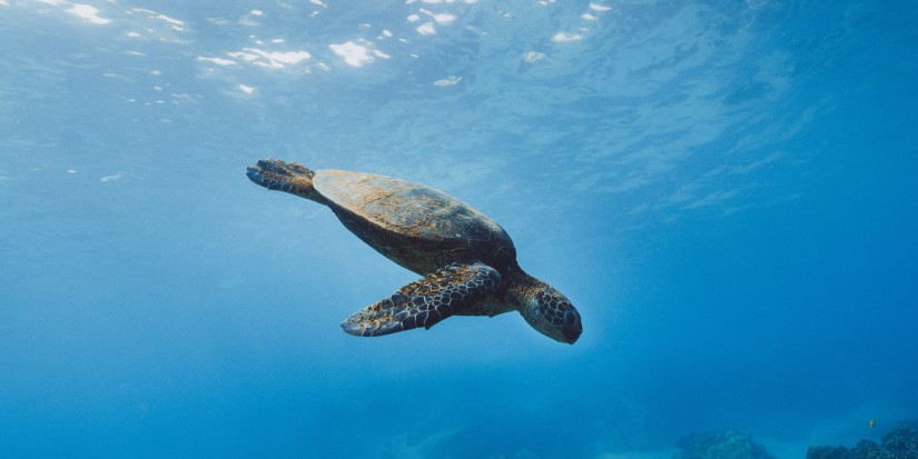 turtle swimming