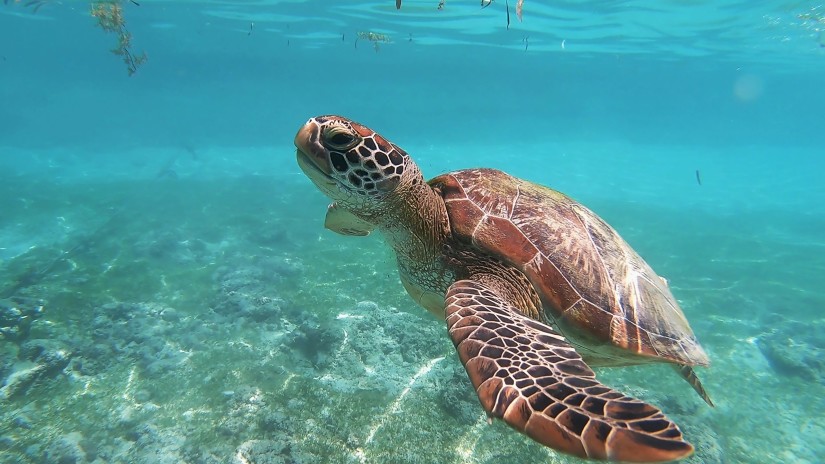 a sea turtle swimming in the sea