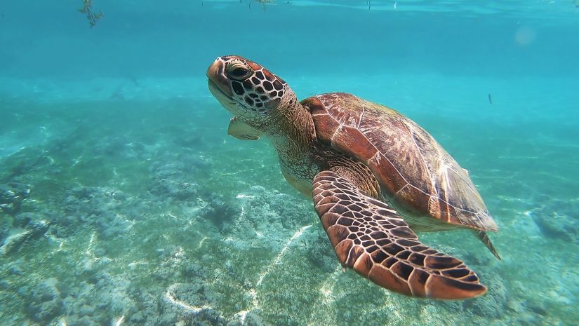 Absea turtle swimming in the open ocean