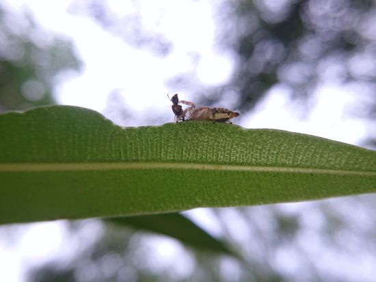 Aramness - A spider devouring an ant on a leaf during daytime