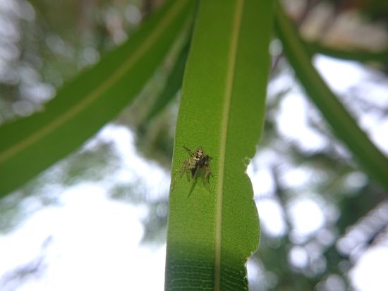 Aramness - A spider devouring an ant on a leaf during daytime