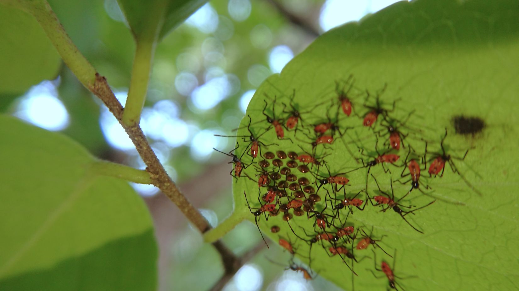 Aramness - Red Aphids eggs on a green leaf during daytime