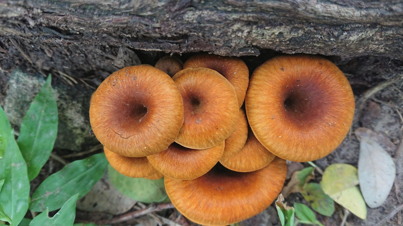 Aramness  - Fungi growing on dead woods