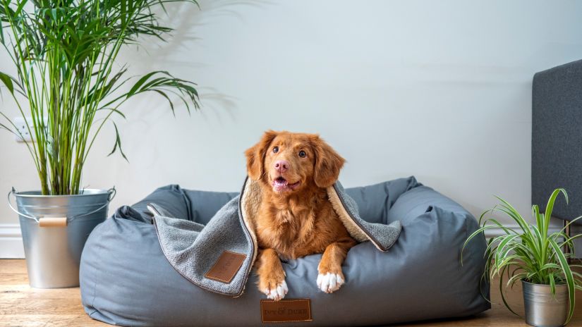 Pet on a couch