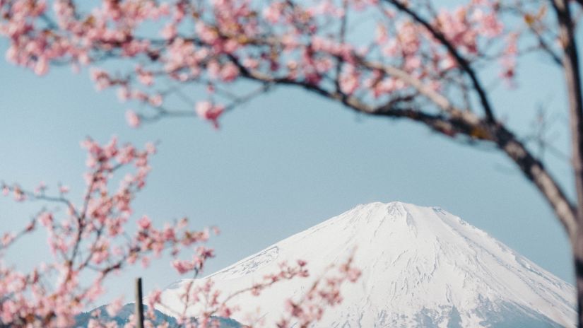 Cherry blossom tree in Shillong