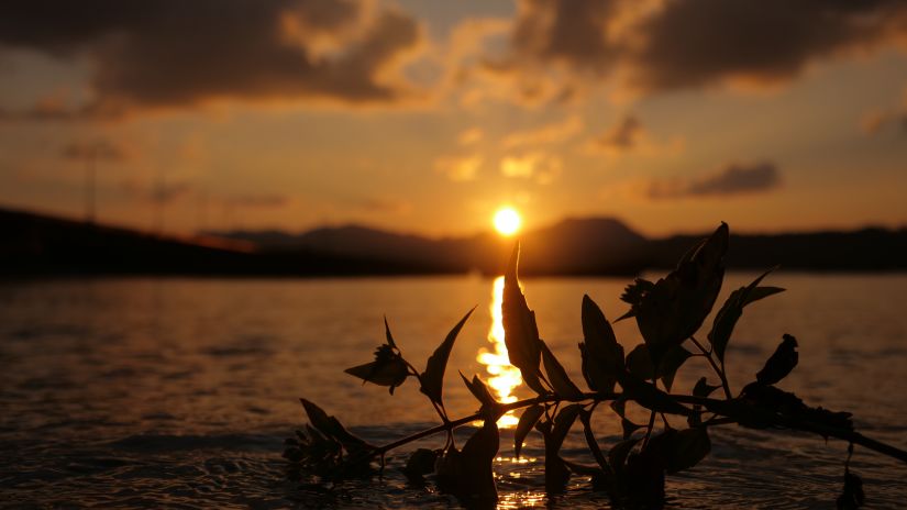 View of sunset in the background of leaves on water