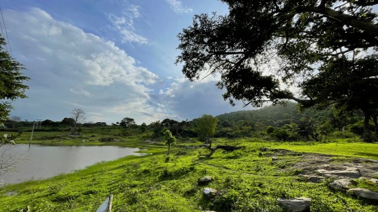 a forest with lush greenery and views of a lake during daytime