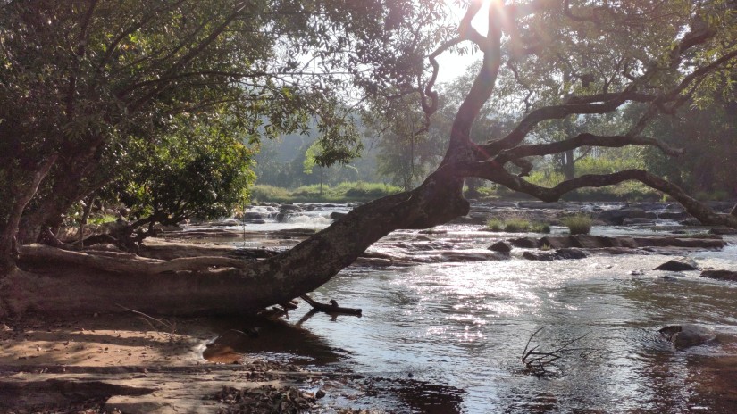 Stream with a tree