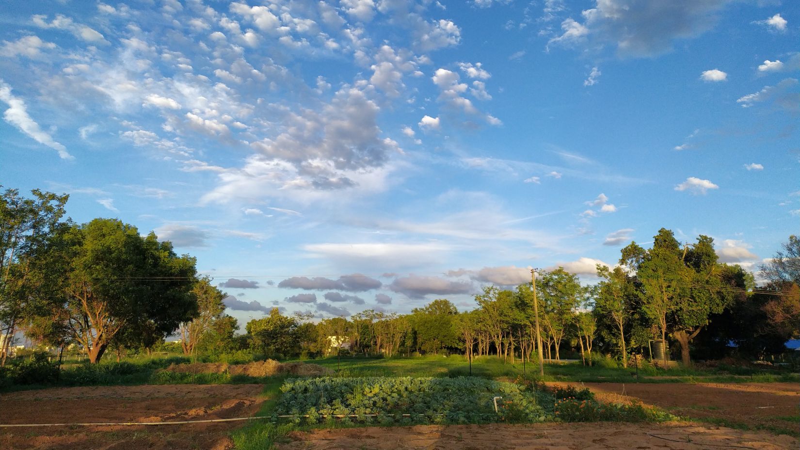 a green grass field with brown patches under blue sky during day time