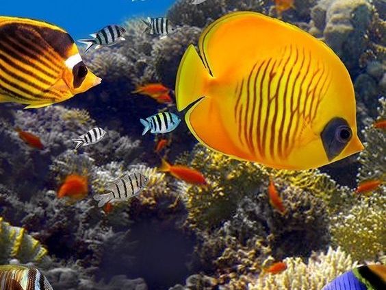 vibrant marine life