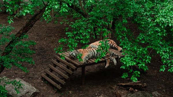 free-photo-of-tigers-lying-in-an-enclosure-at-the-zoo