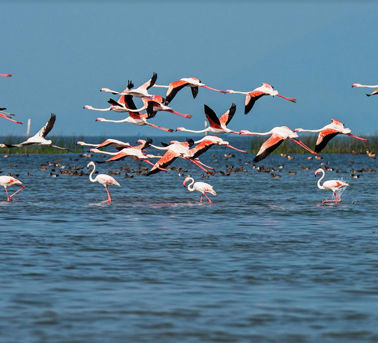 chilika