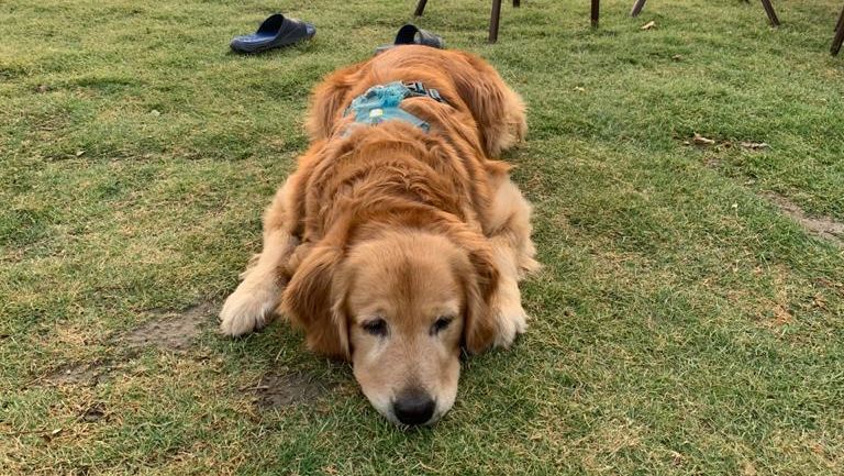 a dog sleeping on the grass - Kothli Hills, Rishikesh