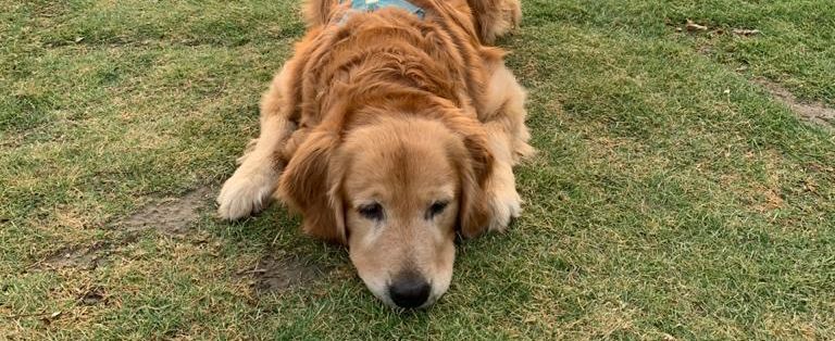 a dog sleeping on the grass - Kothli Hills, Rishikesh