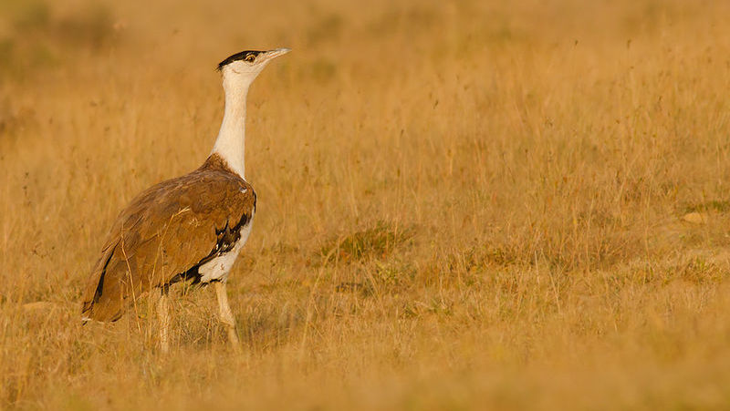 800px-Great Indian bustard