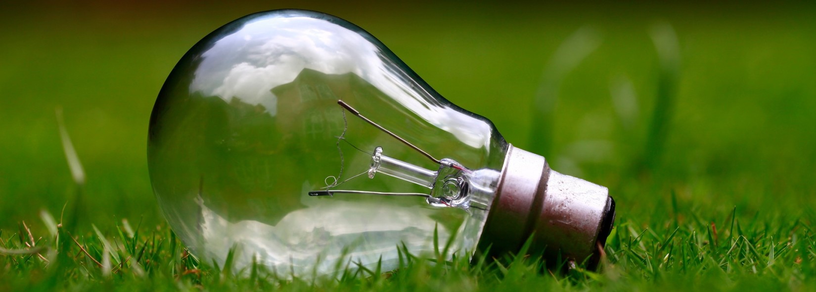 light bulb on the grass