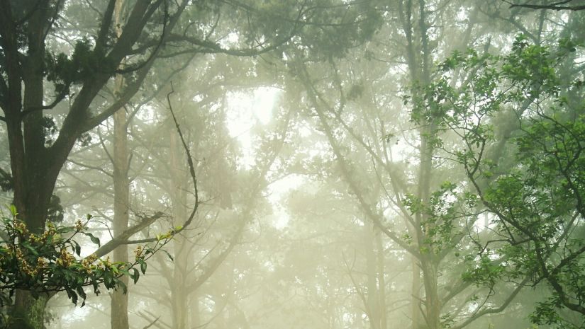 a walkway with steps and forest cover on either side and mist covering the trees