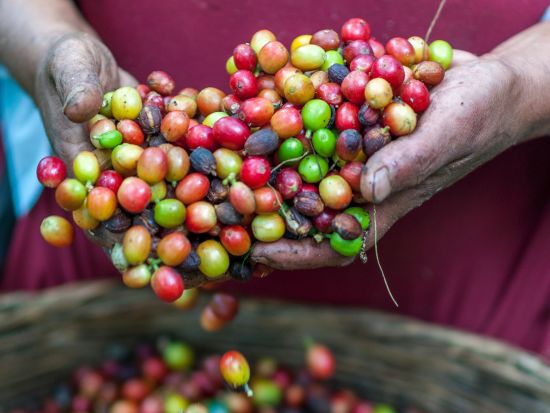 The Birchwood Retreat - view of the coffee seeds