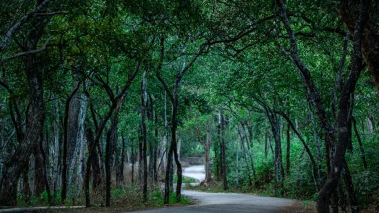 Marayoor sandalwood gardens