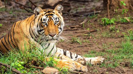 SARISKA-TIGER-CAMP-z4-1030x579