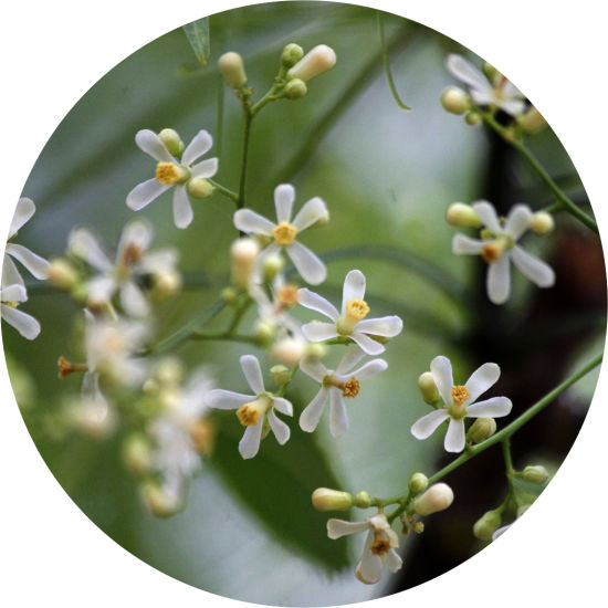 Neem Flowers